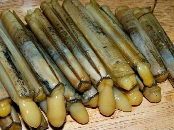 kaş canlı yem, kaş balık yemi, kaş olta balıkçılığı, antalya kaş yem satışı, canlı boru kurdu, canlı kaş kurdu kaş, kaya kurdu, kaş sülünez yemi, kaş bibi yemi, kaş mamun yemi, kaş izmarit yemi, kaş zargana yemi, kaş balıkçılığı, kaş balık avı, kaş deniz balıkçılığı, kaş tekne balıkçılığı, kaş balıkçılığı, kaş levrek avı, kaş çupra avı, kaş orkinos avı, kaş lüfer avı, kaş palamut avı, kaş mercan avı, kaş sinarit avı, kaş orfoz avı, kaş balık tutma, kaş olta, kaş marina balıkçılık, kaş limanı balık, kekova balık, akdeniz canlı yem, antalya canlı yem, taze balık yemi kaş, kaş yem satışı, balıkçı kaş malzemeleri, kaş olta malzemeleri, kaş balık yakalama, kaş trophy balık, kaş derin su balıkçılığı, kaş trolling, kaş paraketa, kaş olta takımı, kaş sezon, kaş en iyi balık avı, kaş balıkçılık rehber, kaş balık türleri, kaş yetiştirme noktaları, kaş küçükçakıl balık, kaş büyükçakıl balık, online yem satışı kaş, yem takibi, kaş taze yem, kaş günlük yem, kaş profesyonel yem, kaş profesyonel amatör, kaş sportif balıkçılık, kaş av sezonu, kaş balık avı yöntemleri, kaş yerel