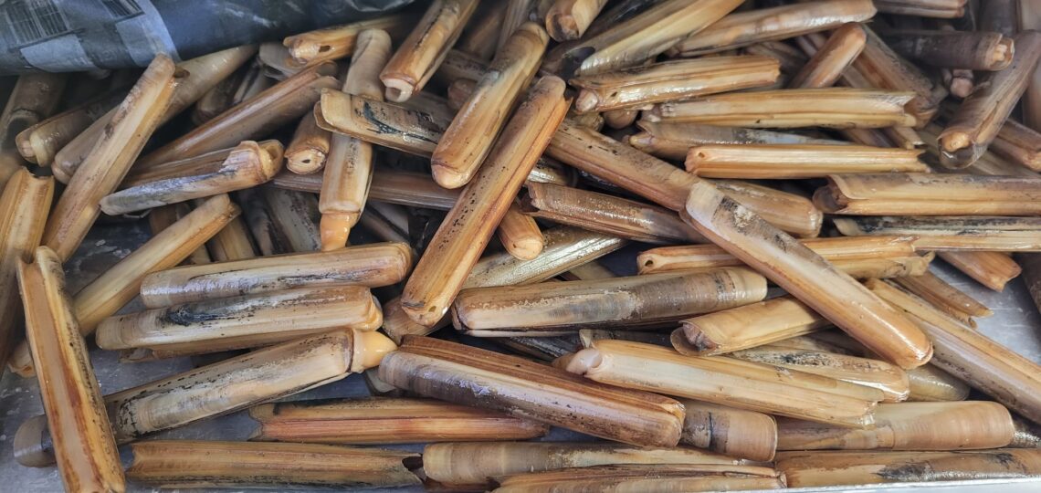 canlı sülünez, sülünez yemi, sülünez balığı, canlı sülünez satış, canlı sülünez fiyat, taze sülünez yemi, sülünez yem satışı, canlı ringa balığı, ringa yemi, sülünez ile balık avı, sülünez ile lüfer avı, sülünez ile palamut avı, sülünez ile ton balığı avı, sülünez ile orkinos avı, trolling sülünez, salma sülünez yemi, tekne balıkçılığı sülünez, derin su sülünez, pelagik balık yemi, avcı balık yemi sülünez, canlı yem sülünez, sülünez yemi nereden alınır, online sülünez satışı, sülünez yemi sipariş, taze sülünez, günlük sülünez, sülünez nasıl, sülünez yemi fiyatları, ucuz sülünez yemi, kaliteli sülünez, akdeniz sülünez, ege sülünez yemi, marmara sülünez, karadeniz sülünez, sülünez takımı, sülünez iğnesi, sülünez zokası, sülünez misina, büyük sülünez, küçük sülünez, sülünez boyu, sülünez avı, sülünez tutma, sülünez ile olta, sülünez yem balığı, canlı balık yemi sülünez, sülünez ile çupra, sülünez ile levrek, sülünez ile uskumru, sülünez ile uskumru, sülünez yemi istanbul, sülünez yemi izmir, sülünez yemi bodrum, sülünez yemi fethiye, profesyonel sülünez yemi, profesyonel sülünez avı, sülünez yemi isteyen, sülünez balıkçılığı, sülünez yemi kullanımı