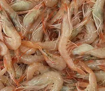 canlı sülünez, sülünez yemi, sülünez balığı, canlı sülünez satış, canlı sülünez fiyat, taze sülünez yemi, sülünez yem satışı, canlı ringa balığı, ringa yemi, sülünez ile balık avı, sülünez ile lüfer avı, sülünez ile palamut avı, sülünez ile ton balığı avı, sülünez ile orkinos avı, trolling sülünez, salma sülünez yemi, tekne balıkçılığı sülünez, derin su sülünez, pelagik balık yemi, avcı balık yemi sülünez, canlı yem sülünez, sülünez yemi nereden alınır, online sülünez satışı, sülünez yemi sipariş, taze sülünez, günlük sülünez, sülünez nasıl, sülünez yemi fiyatları, ucuz sülünez yemi, kaliteli sülünez, akdeniz sülünez, ege sülünez yemi, marmara sülünez, karadeniz sülünez, sülünez takımı, sülünez iğnesi, sülünez zokası, sülünez misina, büyük sülünez, küçük sülünez, sülünez boyu, sülünez avı, sülünez tutma, sülünez ile olta, sülünez yem balığı, canlı balık yemi sülünez, sülünez ile çupra, sülünez ile levrek, sülünez ile uskumru, sülünez ile uskumru, sülünez yemi istanbul, sülünez yemi izmir, sülünez yemi bodrum, sülünez yemi fethiye, profesyonel sülünez yemi, profesyonel sülünez avı, sülünez yemi isteyen, sülünez balıkçılığı, sülünez yemi kullanımı